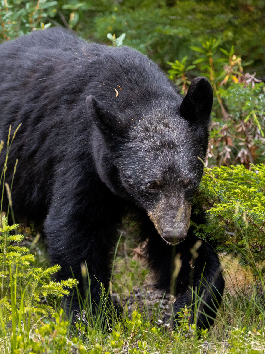 Forfaits chasse à l'ours